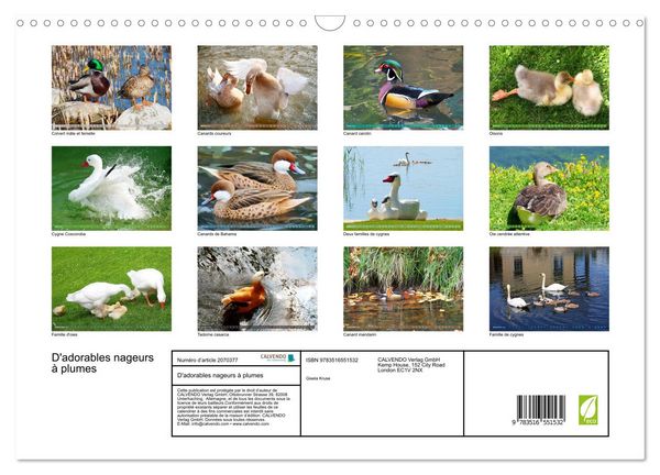 Produktbild: D'adorables nageurs &agrave; plumes (Calendrier mural 2026 DIN A3 vertical), CALVENDO calendrier mensuel
