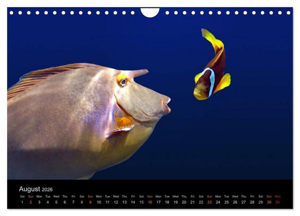 Produktbild: Water Dreams-journey through the sea (Wall Calendar 2026 DIN A4 landscape), CALVENDO 12 Month Wall Calendar