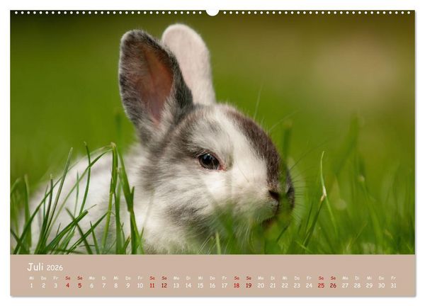 Produktbild: Flauschige Fellkn&auml;uel (Wandkalender 2026 DIN A2 quer), CALVENDO Monatskalender
