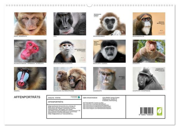 Produktbild: AFFENPORTR&Auml;TS (hochwertiger Premium Wandkalender 2026 DIN A2 quer), Kunstdruck in Hochglanz