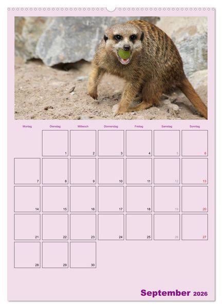 Produktbild: Erdm&auml;nnchen / Terminplaner (Wandkalender 2026 DIN A2 hoch), CALVENDO Monatskalender