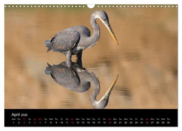 Produktbild: World of Heron (Wall Calendar 2026 DIN A3 landscape), CALVENDO 12 Month Wall Calendar