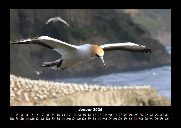 Produktbild: V&ouml;gel 2026 Fotokalender DIN A3