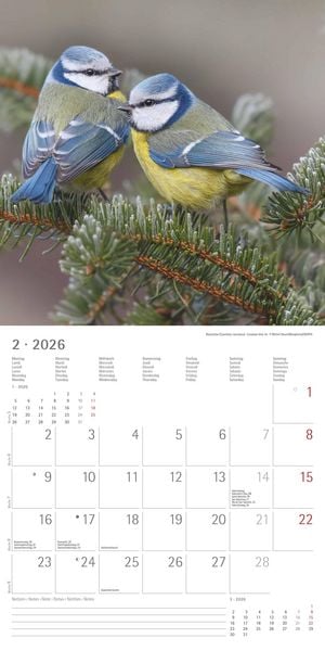 Produktbild: Einheimische Vögel 2026 - Broschürenkalender 30x30 cm (30x60 geöffnet) - Kalender mit Platz für Notizen - Birds - Bildkalender - Wandkalender - Vogelk