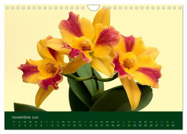Produktbild: Les Orchid&eacute;es (Calendrier mural 2026 DIN A4 vertical), CALVENDO calendrier mensuel