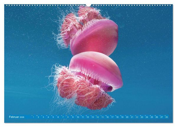 Produktbild: Tauchen: Wunderbares tiefblaues Meer (hochwertiger Premium Wandkalender 2026 DIN A2 quer), Kunstdruck in Hochglanz