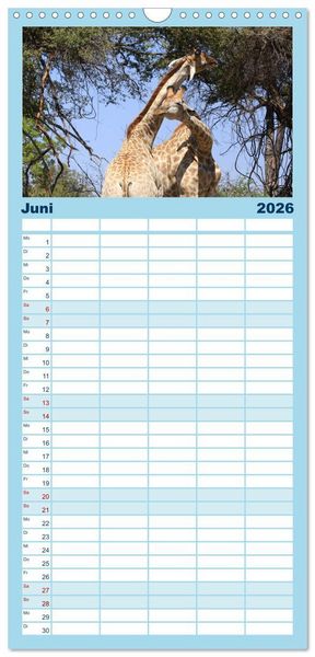 Produktbild: Familienplaner 2026 - Giraffen - Sanftheit und Anmut mit 5 Spalten (Wandkalender, 21 x 45 cm) CALVENDO
