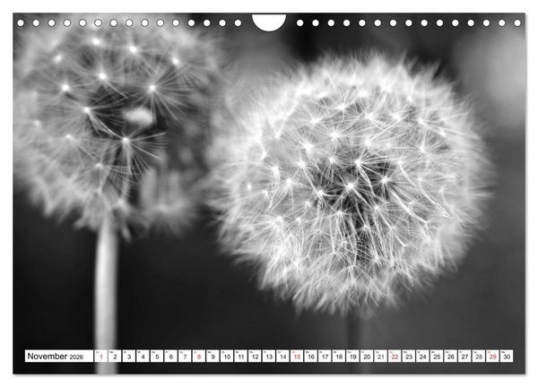 Produktbild: Pusteblumenzauber in schwarzwei&szlig; (Wandkalender 2026 DIN A4 quer), CALVENDO Monatskalender