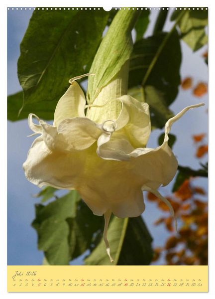 Produktbild: Brugmansia & Datura - Exotische Sch&ouml;nheiten (hochwertiger Premium Wandkalender 2026 DIN A2 hoch), Kunstdruck in Hochglanz