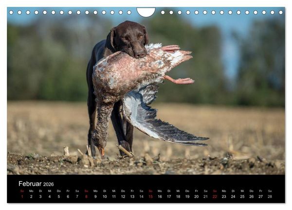 Produktbild: Jagdhunde bei der Arbeit (Wandkalender 2026 DIN A4 quer), CALVENDO Monatskalender