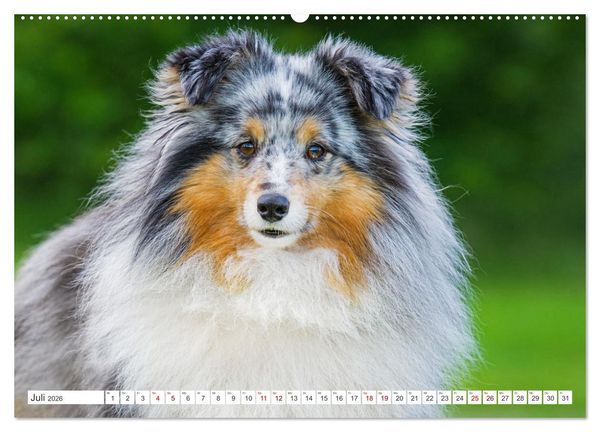 Produktbild: Sheltie - Ein St&uuml;ck vom Gl&uuml;ck (Wandkalender 2026 DIN A2 quer), CALVENDO Monatskalender
