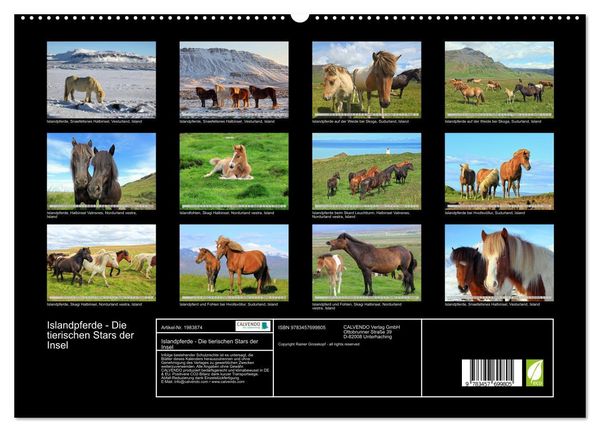 Produktbild: Islandpferde - Die tierischen Stars der Insel (hochwertiger Premium Wandkalender 2026 DIN A2 quer), Kunstdruck in Hochglanz