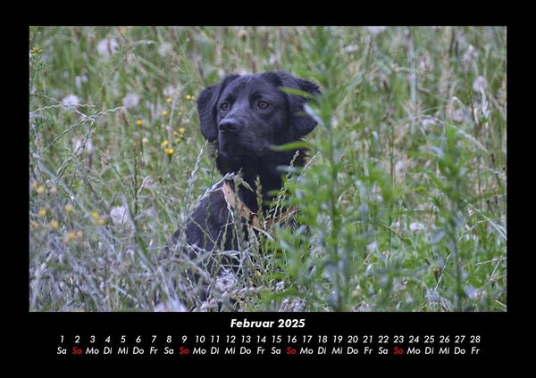 Produktbild: Hundezauber 2025 Fotokalender DIN A3