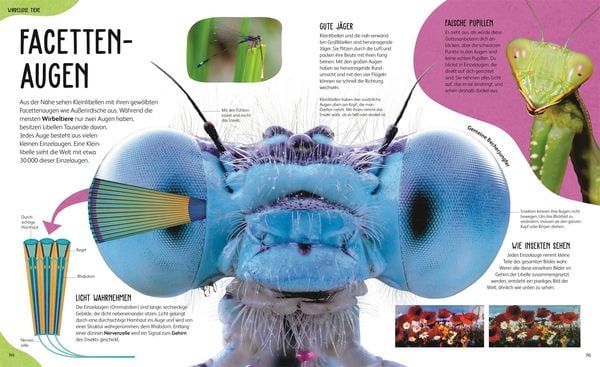Produktbild: Anatomie der Tiere