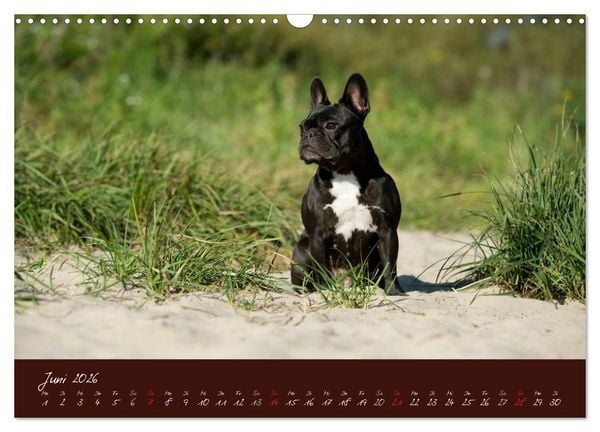 Produktbild: Franz&ouml;sische Bulldoggen (Wandkalender 2026 DIN A3 quer), CALVENDO Monatskalender