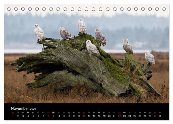 Produktbild: V&ouml;gel & Landschaften (Tischkalender 2026 DIN A5 quer), CALVENDO Monatskalender