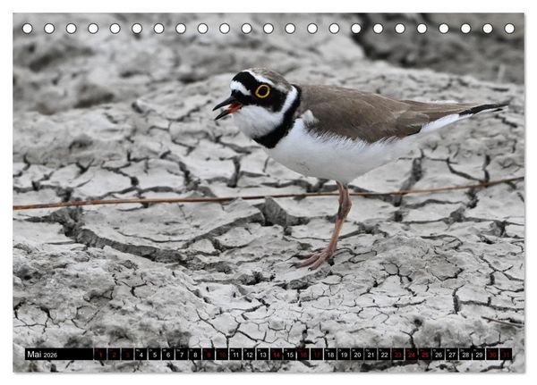 Produktbild: Mallorcas V&ouml;gel (Tischkalender 2026 DIN A5 quer), CALVENDO Monatskalender