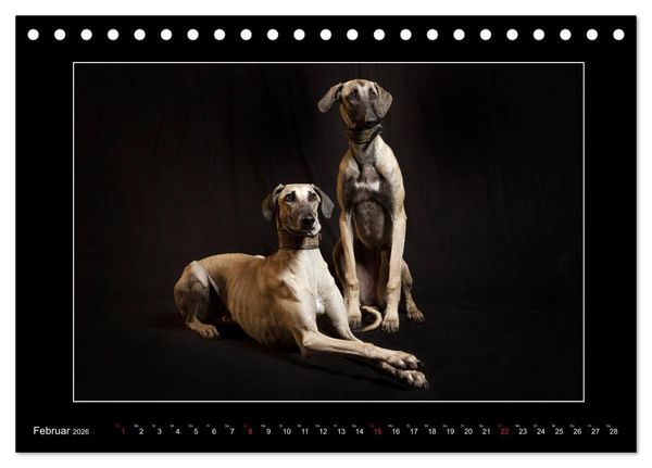 Produktbild: Windhunde - Schnelle Sch&ouml;nheiten (Tischkalender 2026 DIN A5 quer), CALVENDO Monatskalender