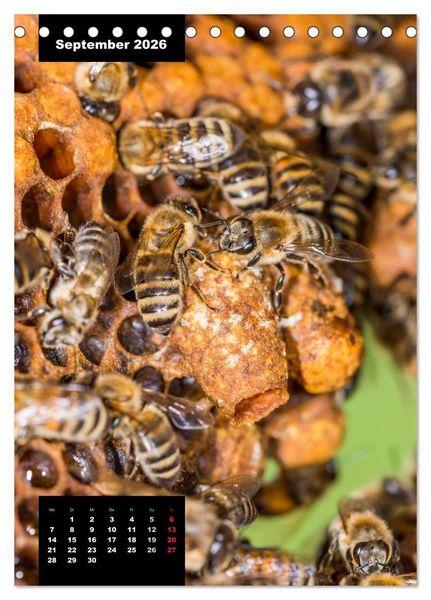 Produktbild: Bienen in ihrem geheimen Reich (Tischkalender 2026 DIN A5 hoch), CALVENDO Monatskalender