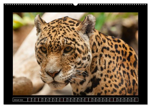 Produktbild: Tiger, L&ouml;we und Co. (hochwertiger Premium Wandkalender 2026 DIN A2 quer), Kunstdruck in Hochglanz