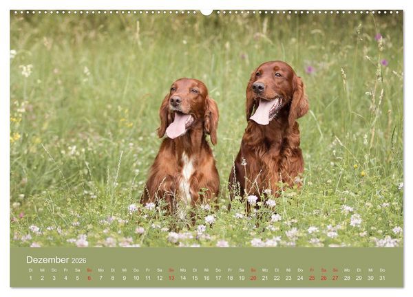 Produktbild: Setter - Geliebter Freund und Jagdkamerad (hochwertiger Premium Wandkalender 2026 DIN A2 quer), Kunstdruck in Hochglanz
