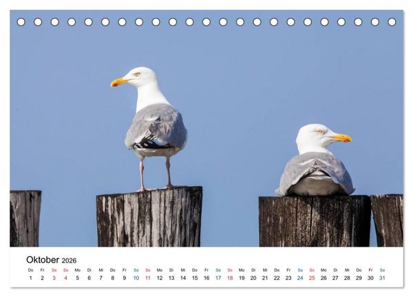 Produktbild: Seeland - Impressionen aus dem S&uuml;dwesten der Niederlande (Tischkalender 2026 DIN A5 quer), CALVENDO Monatskalender