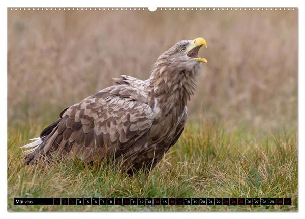 Produktbild: Seeadler in Polen (Wandkalender 2026 DIN A2 quer), CALVENDO Monatskalender