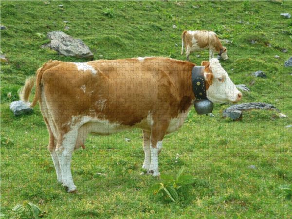 Produktbild: CALVENDO Puzzle K&uuml;he auf der schweizer Alm 1000 Teile Lege-Gr&ouml;&szlig;e 64 x 48 cm Foto-Puzzle Bild von Kattobello
