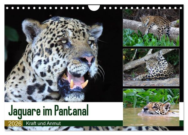 Produktbild: Jaguare im Pantanal (Wandkalender 2026 DIN A4 quer), CALVENDO Monatskalender