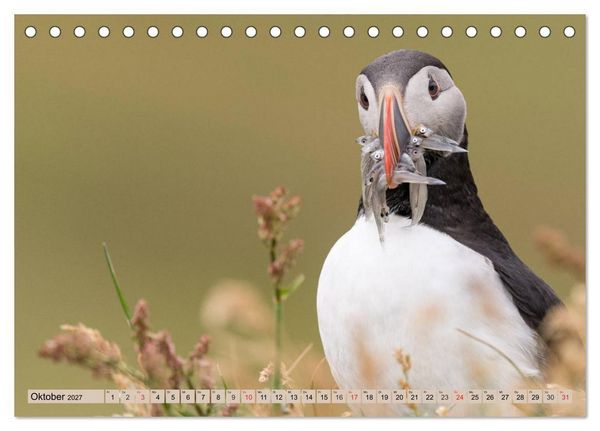 Produktbild: Papageitaucher - Puffins (Tischkalender 2027 DIN A5 quer), CALVENDO Monatskalender