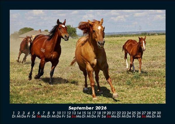 Produktbild: Pferdegefl&uuml;ster 2026 Fotokalender DIN A5
