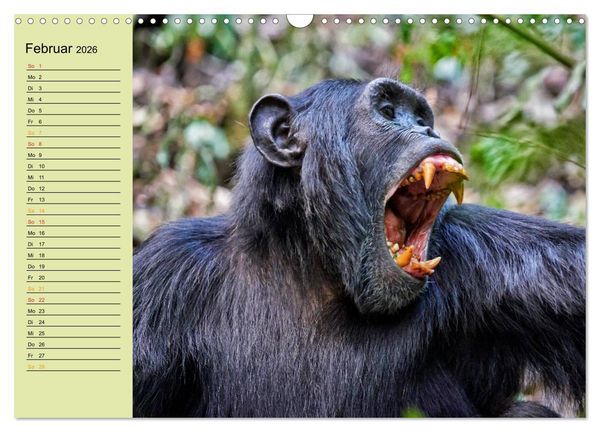 Produktbild: Ugandas wilde Menschenaffen (Wandkalender 2026 DIN A3 quer), CALVENDO Monatskalender