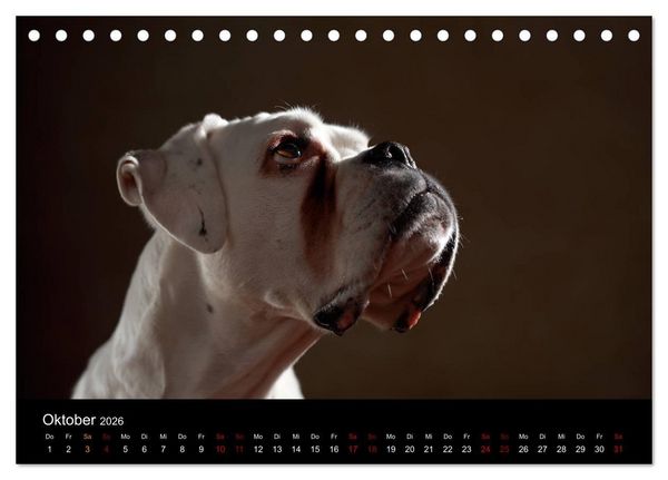 Produktbild: Liebenswerte Boxer (Tischkalender 2026 DIN A5 quer), CALVENDO Monatskalender