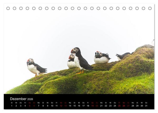 Produktbild: Puffins - V&ouml;gel des Nordens (Tischkalender 2026 DIN A5 quer), CALVENDO Monatskalender