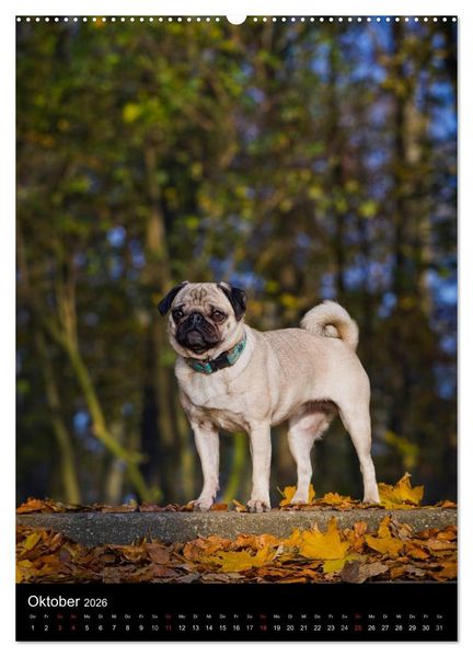 Produktbild: Das Mops-Jahr 2026 (Wandkalender 2026 DIN A2 hoch), CALVENDO Monatskalender