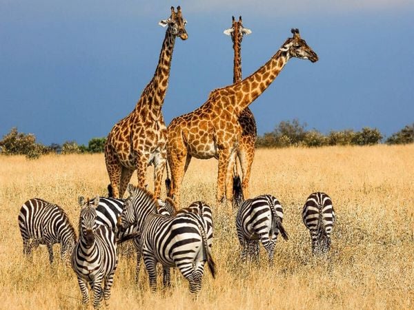 Produktbild: CALVENDO Puzzle Tiergemeinschaft in der Savanne | 1000 Teile Lege-Gr&ouml;&szlig;e 64x48cm Foto-Puzzle f&uuml;r gl&uuml;ckliche Stunden