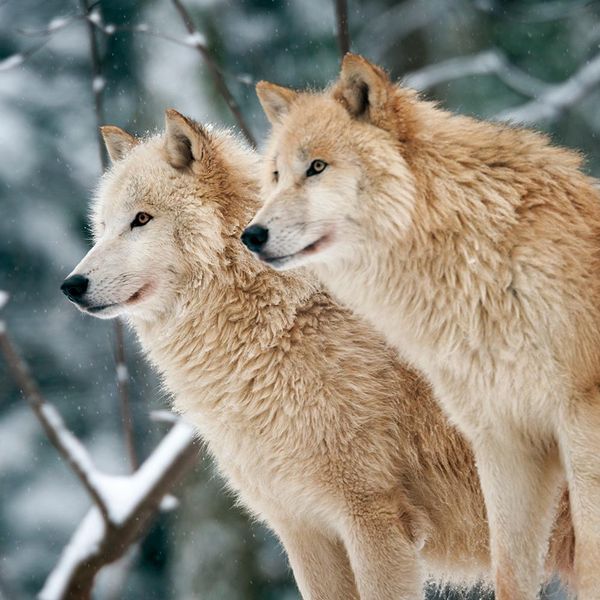 Produktbild: Wolves 2024