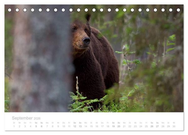 Produktbild: Braunb&auml;ren - pelzige Riesen in Finnlands W&auml;ldern (Tischkalender 2026 DIN A5 quer), CALVENDO Monatskalender