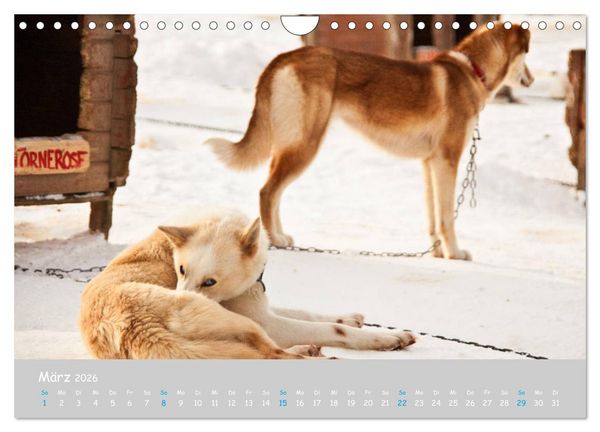 Produktbild: Alaskan Huskies (Wandkalender 2026 DIN A4 quer), CALVENDO Monatskalender