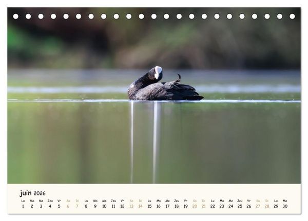 Produktbild: Chuchotements d'ailes - Une ann&eacute;e dans l'intimit&eacute; des oiseaux (Calendrier de bureau 2026 DIN A5 vertical), CALVENDO calendrier mensuel