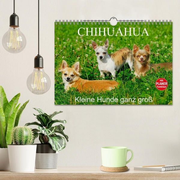 Produktbild: Chihuahua - Kleine Hunde ganz gro&szlig; (Wandkalender 2026 DIN A4 quer), CALVENDO Monatskalender
