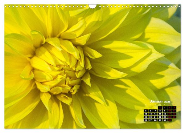 Produktbild: Im Herzen der Dahlie (Wandkalender 2026 DIN A3 quer), CALVENDO Monatskalender