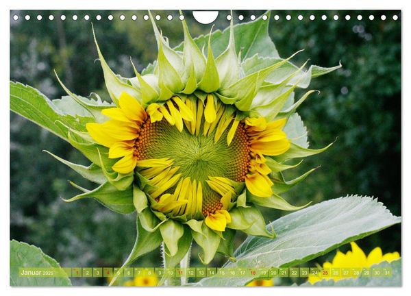 Produktbild: Sonnenblumenwelt (Wandkalender 2026 DIN A4 quer), CALVENDO Monatskalender
