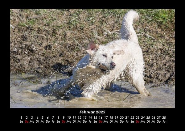 Produktbild: Hundezauber 2025 Fotokalender DIN A3