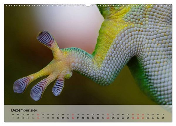 Produktbild: Kleine Reptilien (hochwertiger Premium Wandkalender 2026 DIN A2 quer), Kunstdruck in Hochglanz