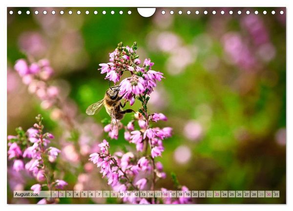 Produktbild: L&uuml;neburger S&uuml;dheide (Wandkalender 2026 DIN A4 quer), CALVENDO Monatskalender