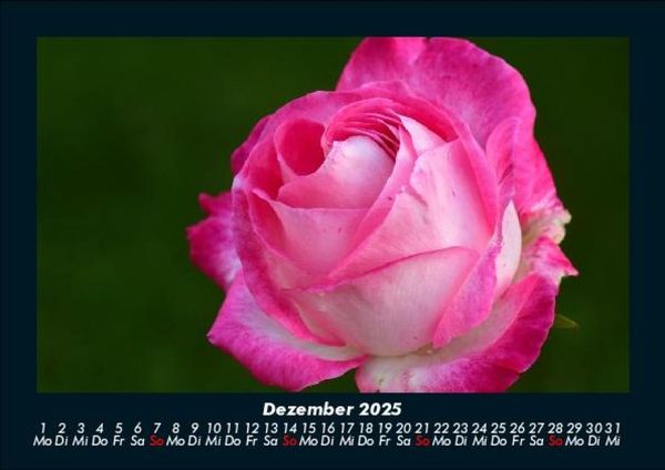 Produktbild: Strahlend sch&ouml;ne Rosen 2025 Fotokalender DIN A5