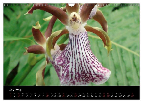 Produktbild: Farbenreiche Orchideen (Wandkalender 2026 DIN A3 quer), CALVENDO Monatskalender
