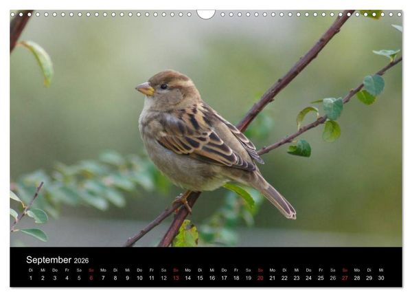 Produktbild: Freche Spatzen (Wandkalender 2026 DIN A3 quer), CALVENDO Monatskalender