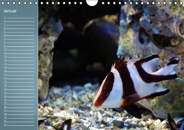 Produktbild: Bunte Riffbewohner - Fische, Anemonen und noch viel mehr (Wandkalender immerw&auml;hrend DIN A4 quer)